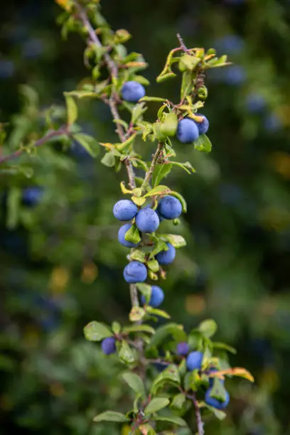 Sloes growing in the Sussex countryside in autumn