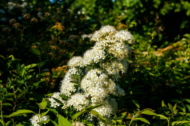 istock Blooming bush of spirea. Spring time. Spirea blossom 1272974639