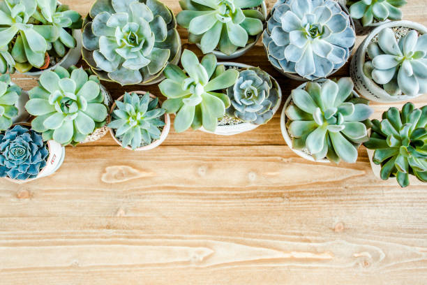 istock floral frame with succulents minimal creative berry arrangement pattern on wooden background. flat lay, top view. christmas background wallpaper 1272974719