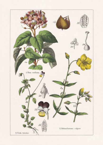 ilustraciones, imágenes clip art, dibujos animados e iconos de stock de bixaceae, cistaceae, violaceae, cromolitógrafo, publicado en 1895 - achiote