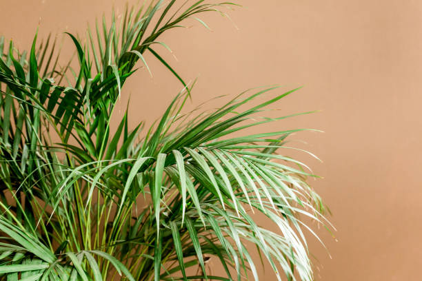 istock Exotic tropical green palm leaves, branchs on brown background with blank space for text. Flat lay, top view 1272975448