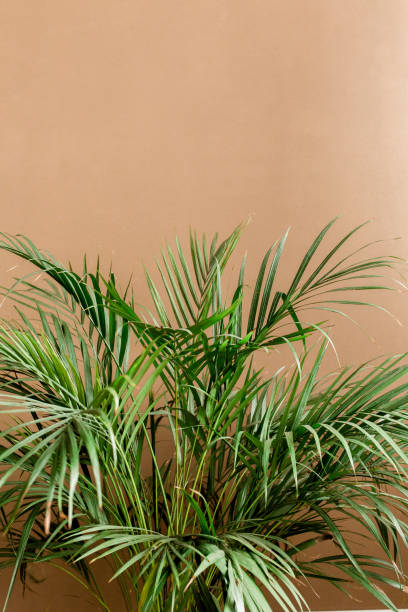istock Exotic tropical green palm leaves, branchs on brown background with blank space for text. Flat lay, top view 1272975512