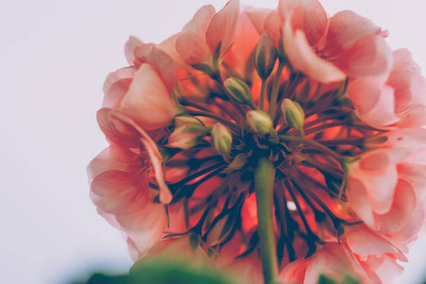 View from below of an opening orange flower head or inflorescence against a high key sky in a concept of nature and the summer season