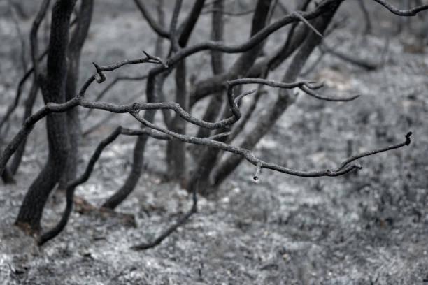 istock Close-up view of charred tree branches in a burnt forest with selective focus 1272976297