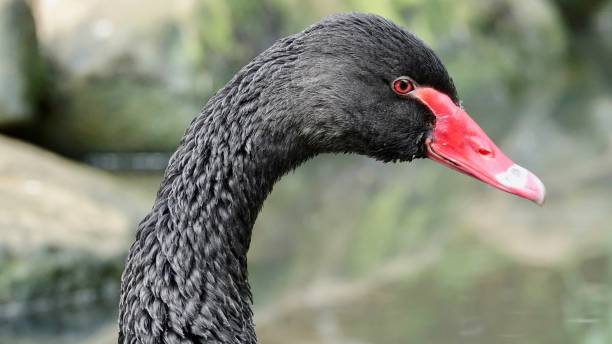 black swan - black swan stock-fotos und bilder