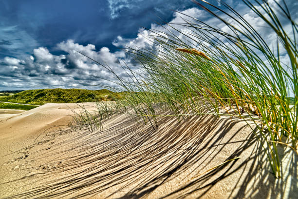 istock Dutch  dunes, grown with Beach Grass, taken with a wide angle on a sunny cloudy day.. 1272976644