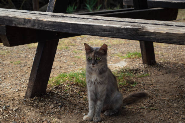 süße junge graue katze mit grünen augen mit aufmerksamem blick unter einem rustikalen outdoor-holztisch in einem park - gatoo stock-fotos und bilder