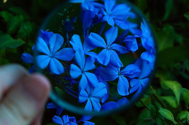 Blue flower plant, plants, nature, flowers, forget-me-nots