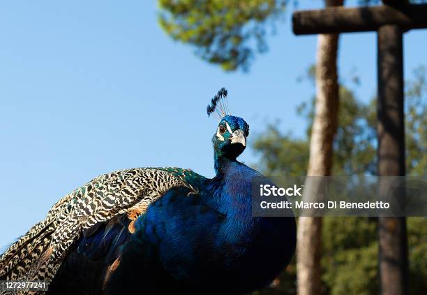 Portrait Of Beautiful Male Peacock Stock Photo - Download Image Now - Animal, Animal Body Part, Animal Eye