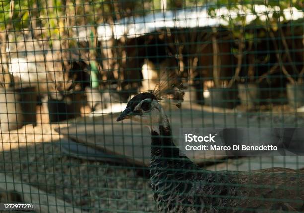 Female Peacock In A Cage Stock Photo - Download Image Now - Animal, Animal Body Part, Animal Eye