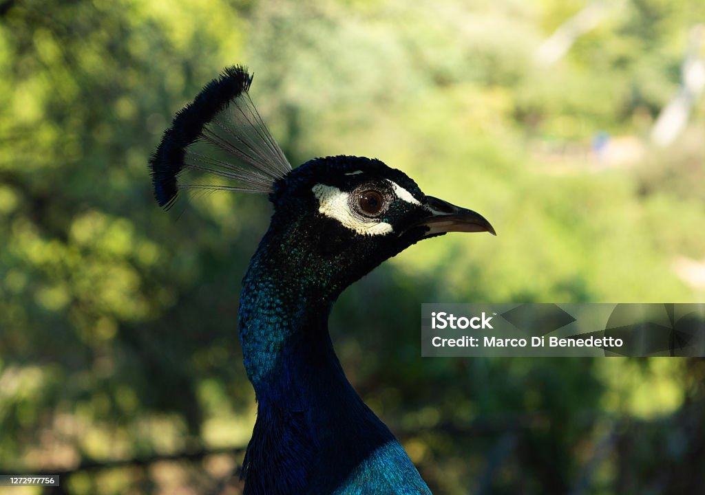 Portrait of male peacock head close up. Side view profile Beautiful peacock head. Portrait of beautiful male peacock close up. Side view profile Animal Stock Photo