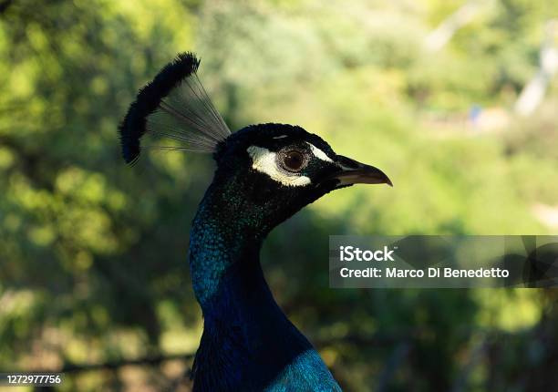 Portrait Of Male Peacock Head Close Up Side View Profile Stock Photo - Download Image Now