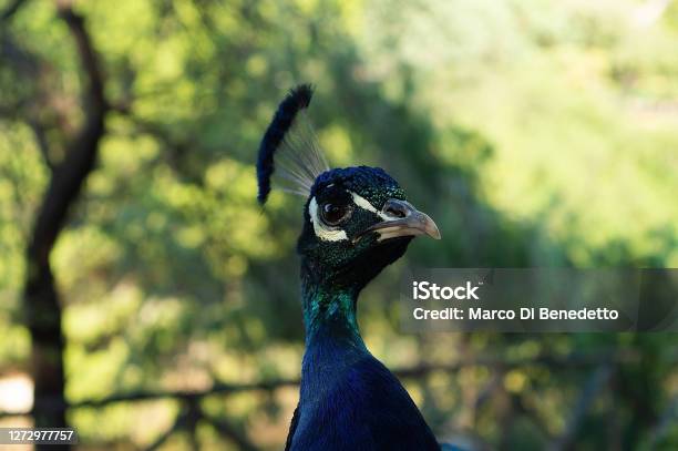 Portrait Of Male Peacock Head Close Up Looking Around Stock Photo - Download Image Now