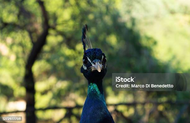 Portrait Of Male Peacock Head Close Up Looking At Camera Stock Photo - Download Image Now
