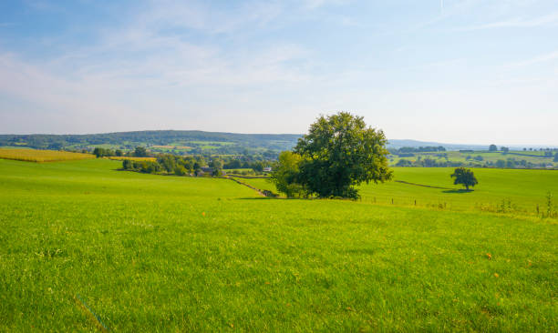istock Fields and trees in a green hilly grassy landscape under a blue sky in sunlight at fall 1272977965