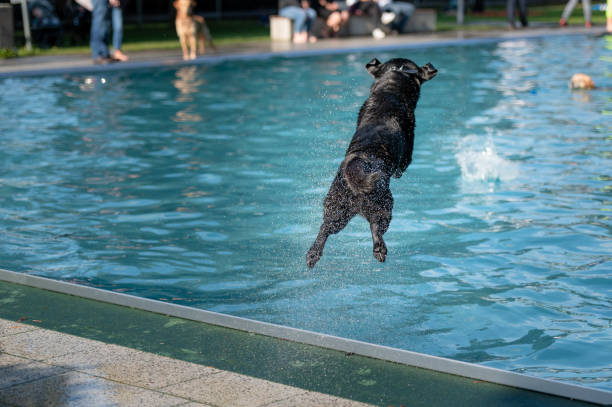 istock Black dog jumping into swimming pool 1272978153