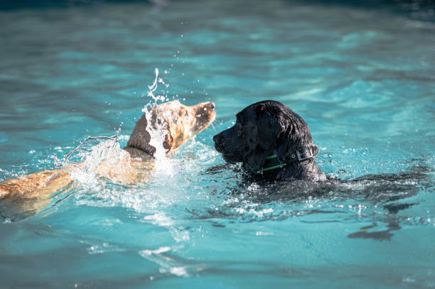 istock Two dogs meet in a swimming pool 1272978208