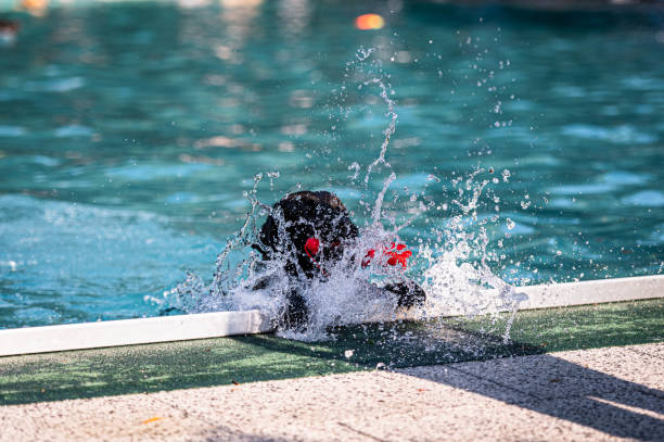 istock Black dog getting out of a swimming pool 1272978238