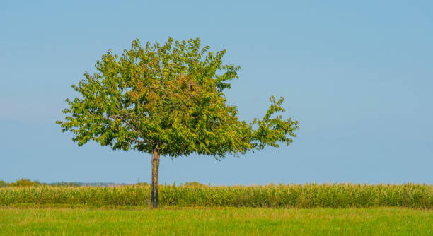 istock Fields and trees in a green hilly grassy landscape under a blue sky in sunlight at fall 1272978267