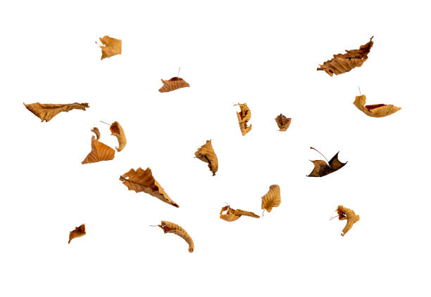 Autumn falling leaves isolated on white background