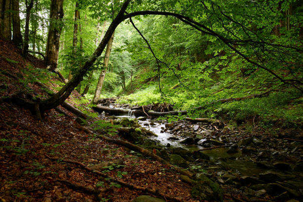 istock Forest stream. Peaceful flow of a mountain stream among deciduous forest in summer 1272978346
