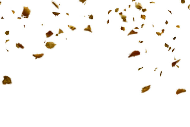 istock Dry autumn falling leaves on white background 1272978411