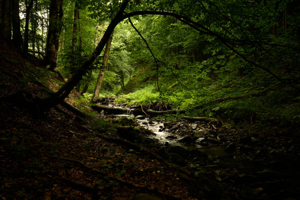 Forest light and shadow. Sunlight shine through the tree crowns of green forest and illuminate a mountain stream hidden in a ravine