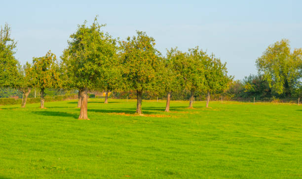 istock Fields and trees in a green hilly grassy landscape under a blue sky in sunlight at fall 1272979802