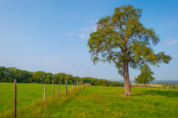 istock Fields and trees in a green hilly grassy landscape under a blue sky in sunlight at fall 1272979919