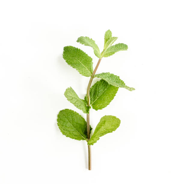 istock Green branch and leaf Mint isolated on white background. Set of peppermint. Mint Pattern. Flat lay. Top view 1272980203