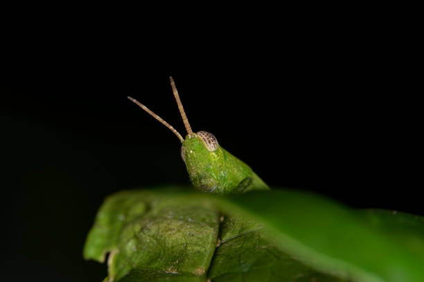 istock The Green Locusts on Green Leaf 1272980218