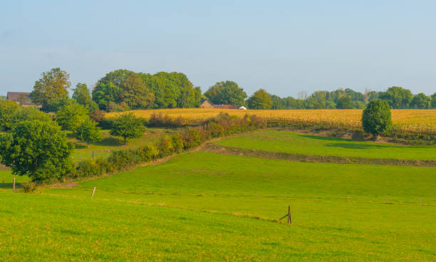 istock Fields and trees in a green hilly grassy landscape under a blue sky in sunlight at fall 1272980255