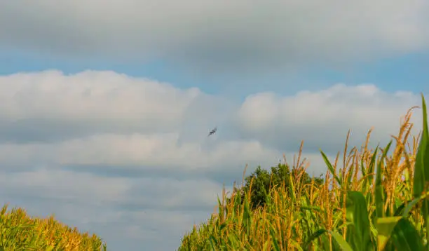 World War II B-25 bomber flying in a panorama of white clouds in a blue sunlit bright sky in autumn, Voeren, Limburg, Belgium, September 12, 2020