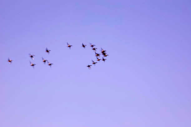 istock Abstract nature. Flying blur birds. Sunset sky background. 1272983991