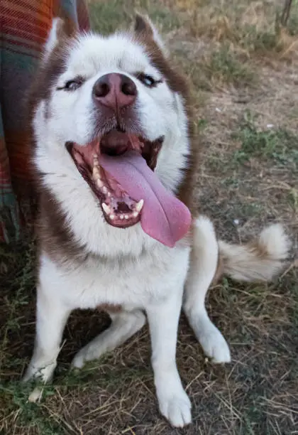 Cheerful muzzle expression and half-closed eyes. The concept of carefree, crazy and fun. Animal emotions. Siberian husky shows tongue.