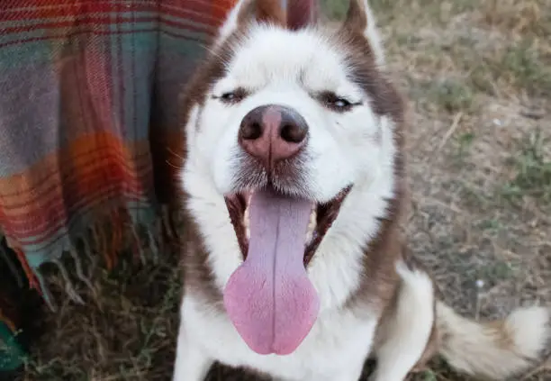Cheerful muzzle expression and half-closed eyes. The concept of carefree, crazy and fun. Animal emotions. Siberian husky shows tongue.