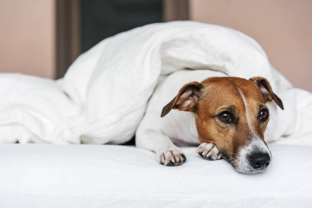 istock The dog on the bed. 1272984988