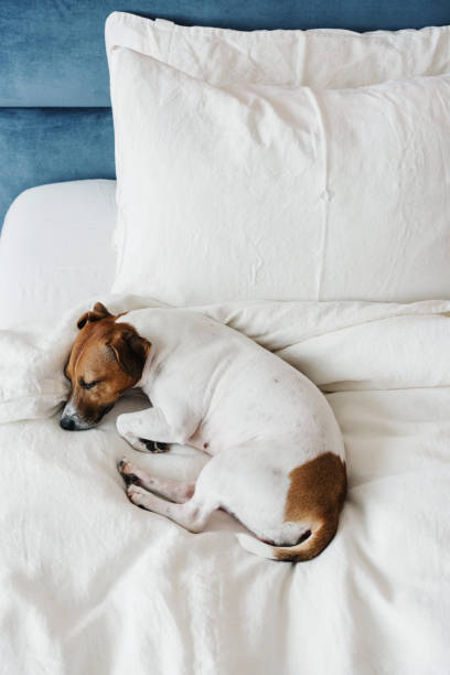 The dog on the bed.