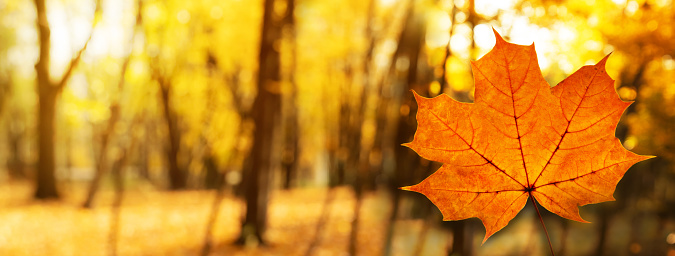 à¸à¸³à¸ orange autumn maple leaf in forest natural in sunlight morning landscape nature banner background.