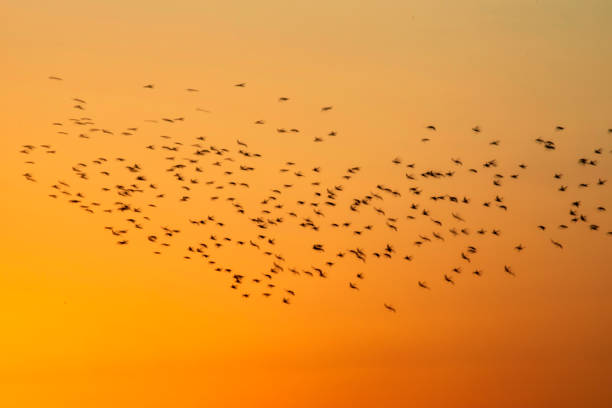 istock Abstract nature. Flying blur birds. Sunset sky background. 1272986762