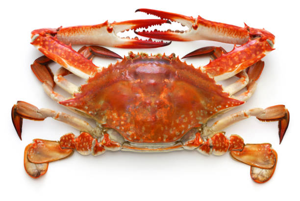 istock boilded japanese blue crab isolated on white background 1272988147