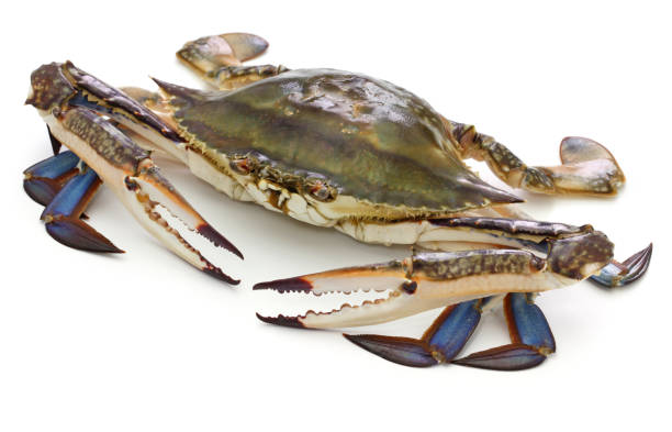 istock Japanese blue crab called Watarigani in Japan. 1272988150