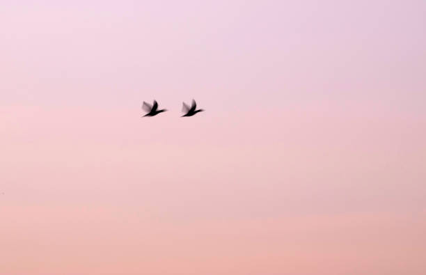 istock Abstract nature. Flying blur birds. Sunset sky background. 1272988173