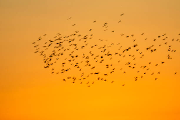 istock Abstract nature. Flying blur birds. Sunset sky background. 1272988444