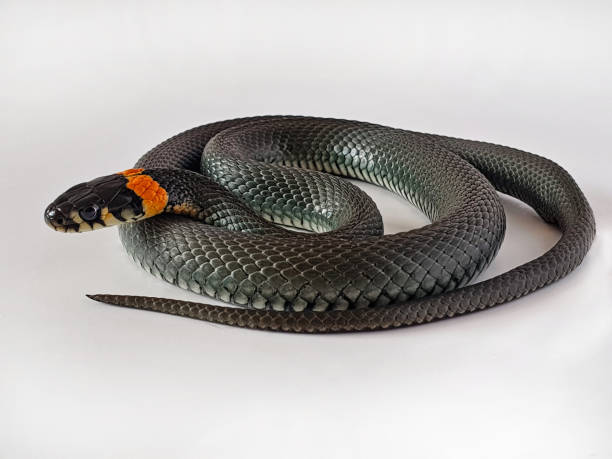 istock Non-venomous snake on a white background. A macro shot of a snake. 1272988538