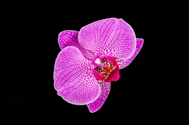 istock purple orchid phalaenopsis flower on a black background 1272988581