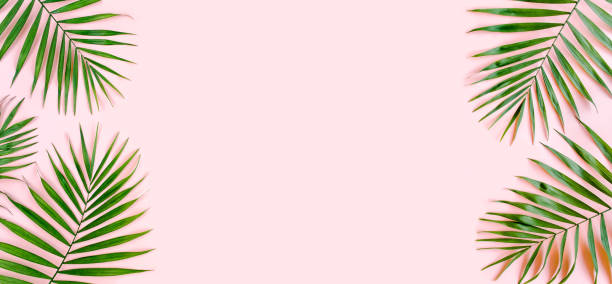 Tropical green palm leaves on pink background. Flat lay, top view