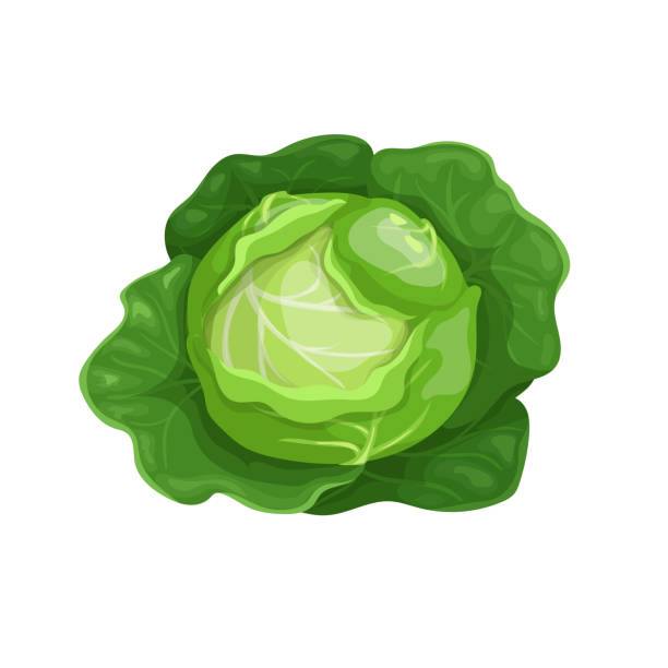 ilustrações de stock, clip art, desenhos animados e ícones de cabbage with big leaves in cartoon trendy style. healthy food. farm fresh veggie just from the garden. organic eco vegetable for salads. vector illustration isolated on white background. - head cabbage