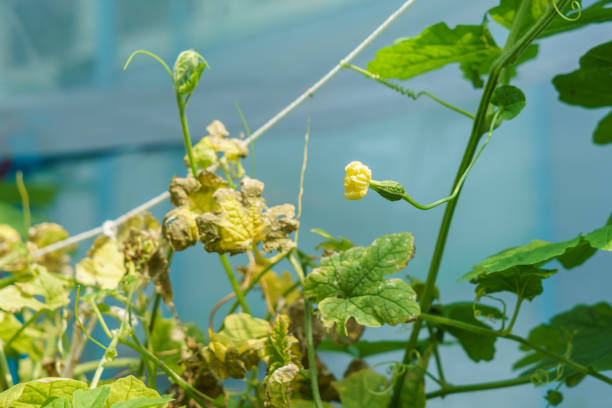 flor de coração em forma de cabaça amarga - cucurbitales - fotografias e filmes do acervo