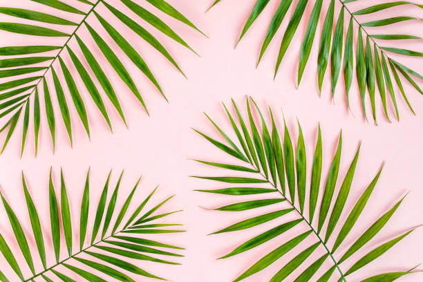 istock Texture tropical green palm leaves on pink background. Flat lay, top view 1272989903